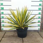 Juka vláknitá (Yucca filamentosa) ´COLOR GUARD´ - výška 40-50 cm, Ø 30-50 cm, kont. C7L (-25°C)